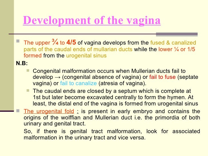 embryionic formation of the vagina Embryionic formation of the vagina
